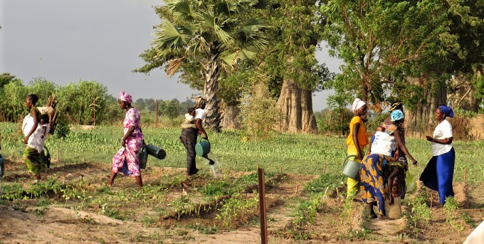 Sénégal/ Entreprenariat féminin : Le défi du financement